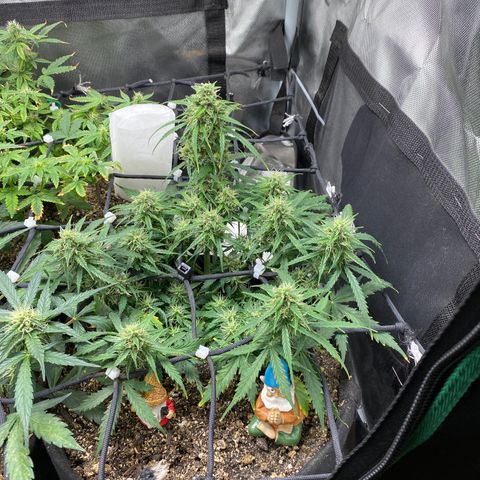 Mimosa Automatic growlog timeline photo