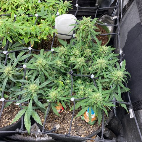 Mimosa Automatic growlog timeline photo