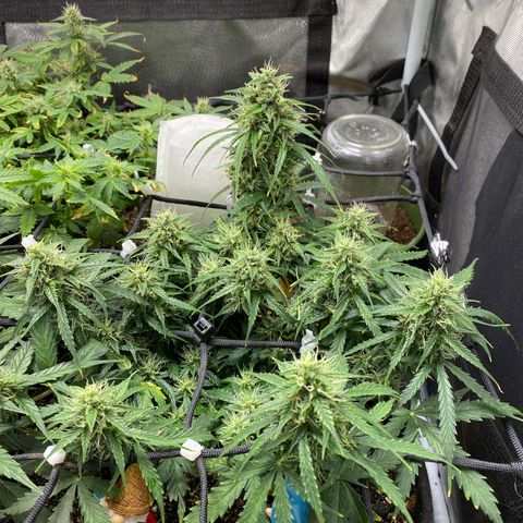 Mimosa Automatic growlog timeline photo