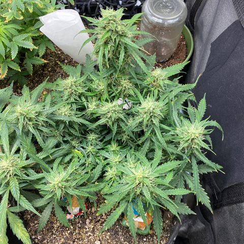 Mimosa Automatic growlog timeline photo