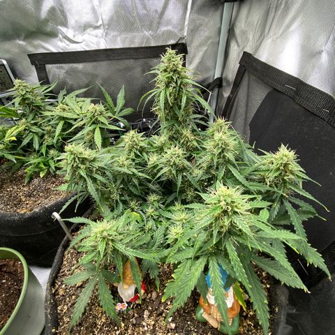 Mimosa Automatic growlog timeline photo