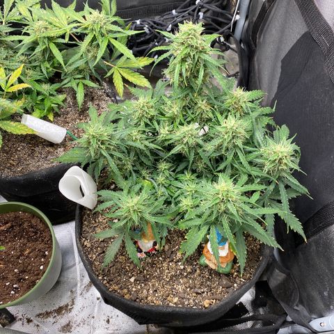 Mimosa Automatic growlog timeline photo