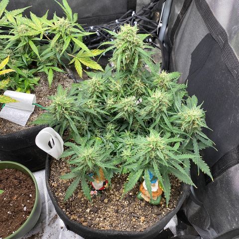 Mimosa Automatic growlog timeline photo