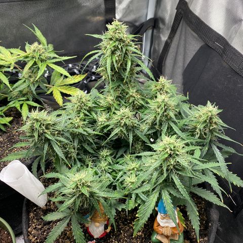 Mimosa Automatic growlog timeline photo
