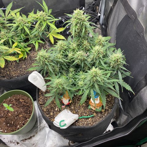 Mimosa Automatic growlog timeline photo