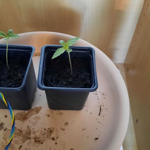 Lemon Haze auto growlog timeline photo