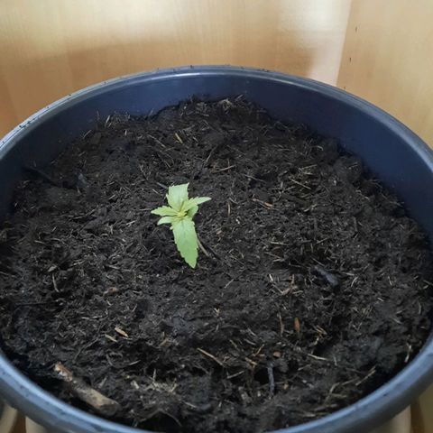 Lemon Haze auto growlog timeline photo