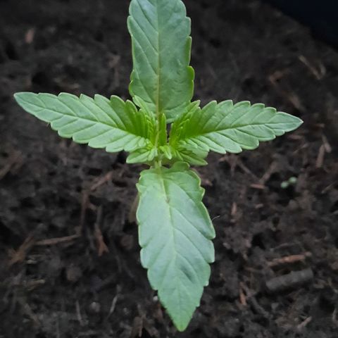 Lemon Haze auto growlog timeline photo