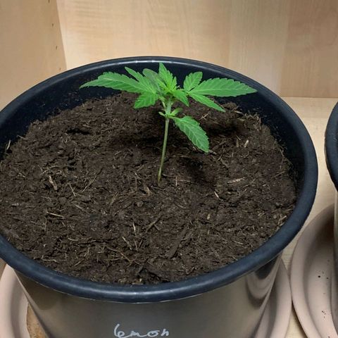 Lemon Haze auto growlog timeline photo