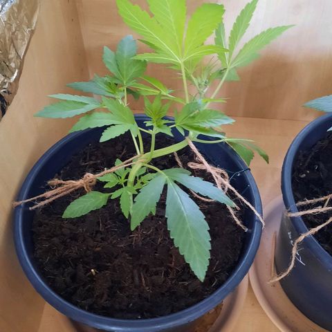 Lemon Haze auto growlog timeline photo