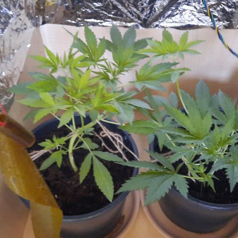 Lemon Haze auto growlog timeline photo