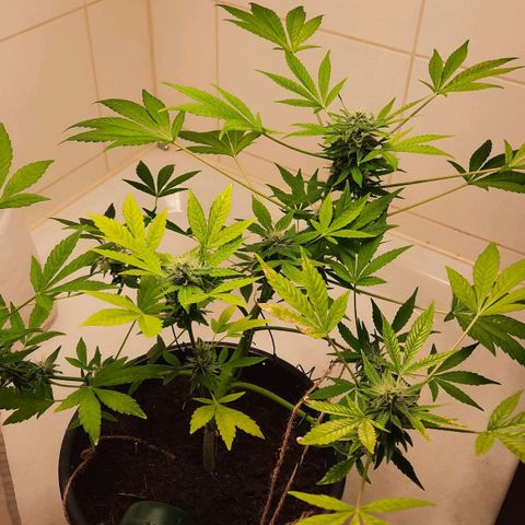 Lemon Haze auto growlog timeline photo