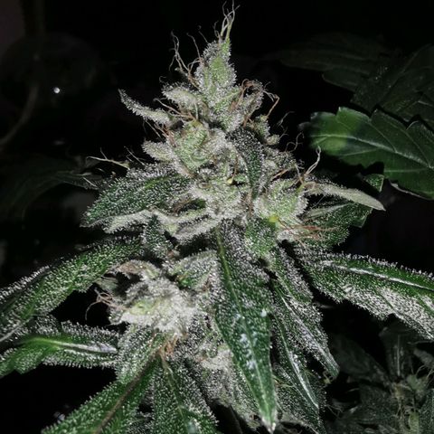 LBCxOG growlog photo: Flush วันแรก ทั้ง3 ต้น ให้ปุ๋ยล่าสุด22oct
ph ต่ำมาก บางต้น5 บางต้น5.5-6

