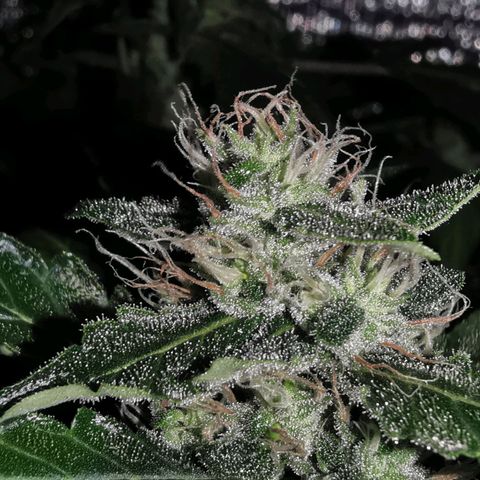 LBCxOG growlog photo: Flush วันแรก ทั้ง3 ต้น ให้ปุ๋ยล่าสุด22oct
ph ต่ำมาก บางต้น5 บางต้น5.5-6

