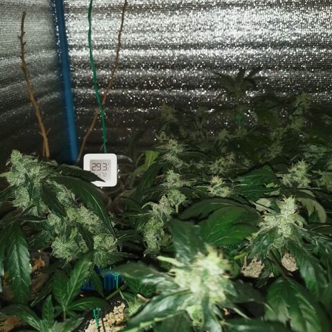 LBCxOG growlog photo: Flush วันแรก ทั้ง3 ต้น ให้ปุ๋ยล่าสุด22oct
ph ต่ำมาก บางต้น5 บางต้น5.5-6

