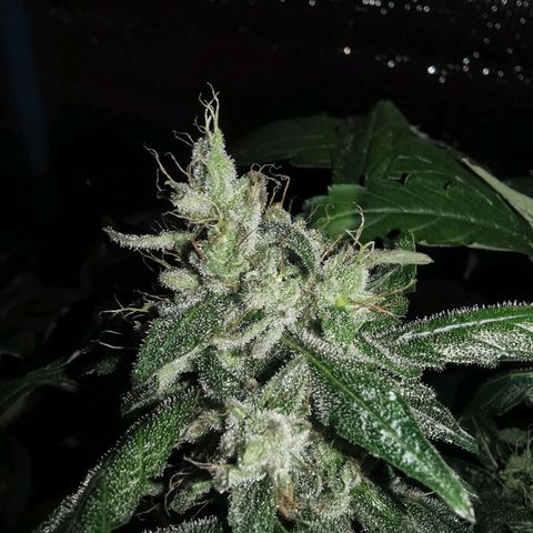 LBCxOG growlog photo: Flush วันแรก ทั้ง3 ต้น ให้ปุ๋ยล่าสุด22oct
ph ต่ำมาก บางต้น5 บางต้น5.5-6

