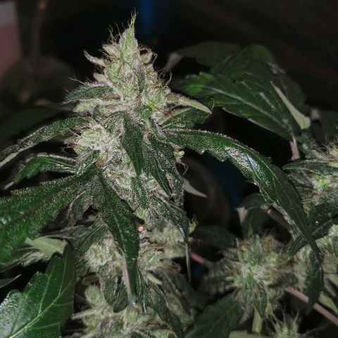 LBCxOG growlog photo: Flush วันแรก ทั้ง3 ต้น ให้ปุ๋ยล่าสุด22oct
ph ต่ำมาก บางต้น5 บางต้น5.5-6

