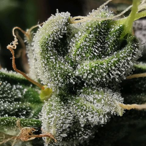 LBCxOG growlog photo: flush day2 
เฉพาะต้น No.2 เพราะดินแห้งไวมาก 
No.2 ดินวันเดียวแห้ง 
no1,3 ยังไม่แห้ง น่าจะใช้เวลา2-3วัน 
แต่ทุกต้น trichome เท่าๆกัน