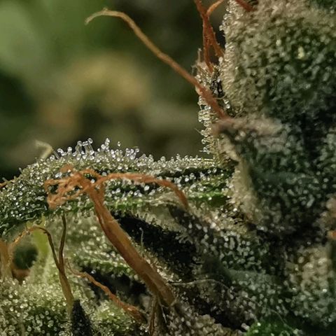 LBCxOG growlog photo: flush day2 
เฉพาะต้น No.2 เพราะดินแห้งไวมาก 
No.2 ดินวันเดียวแห้ง 
no1,3 ยังไม่แห้ง น่าจะใช้เวลา2-3วัน 
แต่ทุกต้น trichome เท่าๆกัน