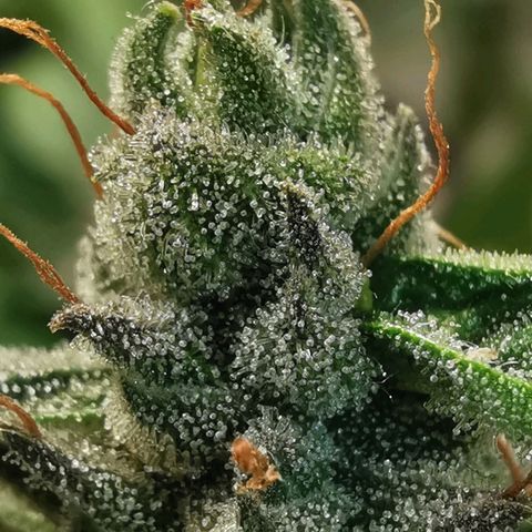 LBCxOG growlog photo: flush day2 
เฉพาะต้น No.2 เพราะดินแห้งไวมาก 
No.2 ดินวันเดียวแห้ง 
no1,3 ยังไม่แห้ง น่าจะใช้เวลา2-3วัน 
แต่ทุกต้น trichome เท่าๆกัน
