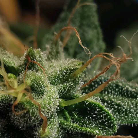 LBCxOG growlog photo: flush day2 
เฉพาะต้น No.2 เพราะดินแห้งไวมาก 
No.2 ดินวันเดียวแห้ง 
no1,3 ยังไม่แห้ง น่าจะใช้เวลา2-3วัน 
แต่ทุกต้น trichome เท่าๆกัน