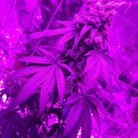 Special Kush #1 growlog timeline photo