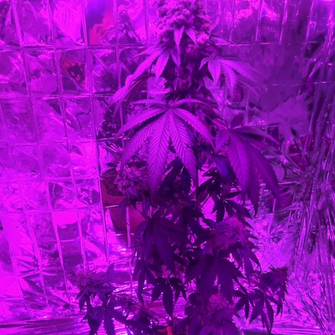 Special Kush #1 growlog timeline photo