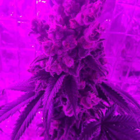 Special Kush #1 growlog timeline photo
