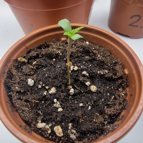 Wedding Cheesecake #1 growlog timeline photo