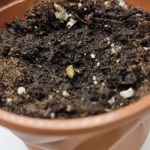 Wedding Cheesecake #2 growlog timeline photo