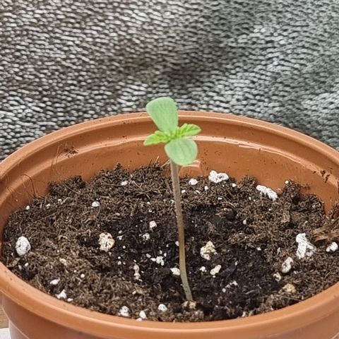Northern Lights #5 growlog timeline photo