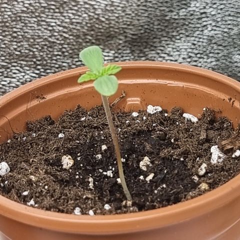 Northern Lights #5 growlog timeline photo