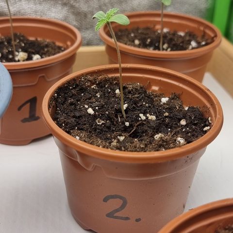 Northern Lights #2 growlog timeline photo