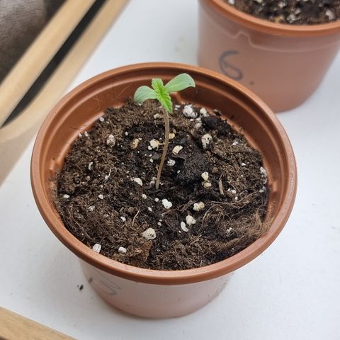 Northern Lights #3 growlog timeline photo