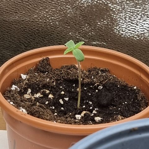 Northern Lights #4 growlog timeline photo