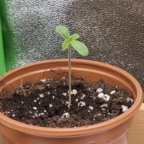 Northern Lights #7 growlog timeline photo
