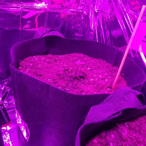 Northern Lights #5 growlog timeline photo