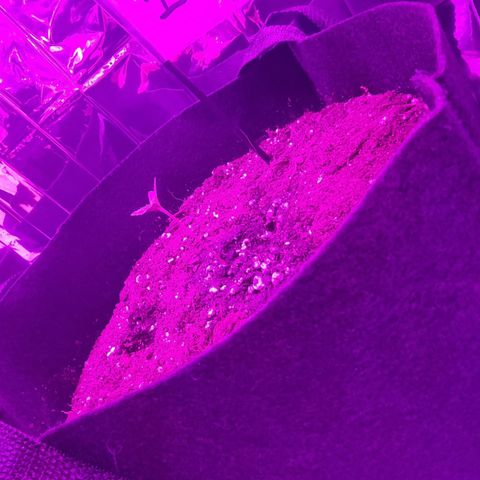 Wedding Cheesecake #1 growlog timeline photo