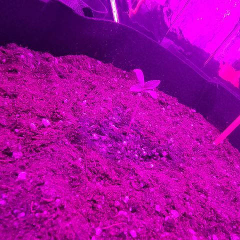 Northern Lights #4 growlog timeline photo