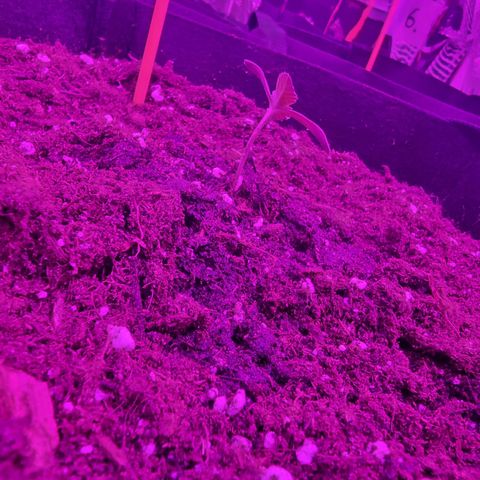 Northern Lights #7 growlog timeline photo