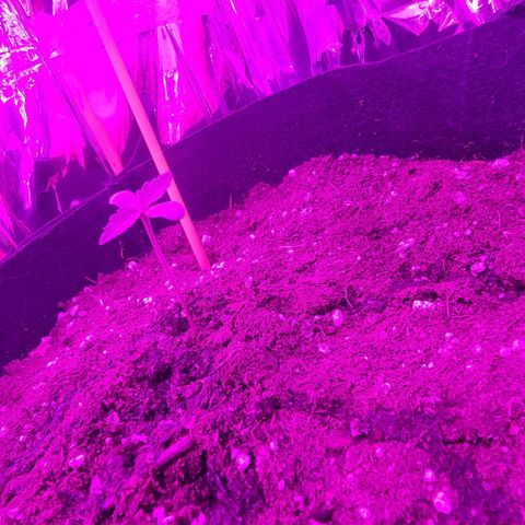 Northern Lights #3 growlog timeline photo