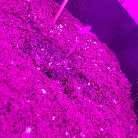 Northern Lights #6 growlog timeline photo