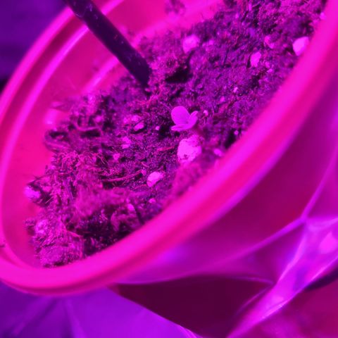 Wedding Cheesecake #2 growlog timeline photo