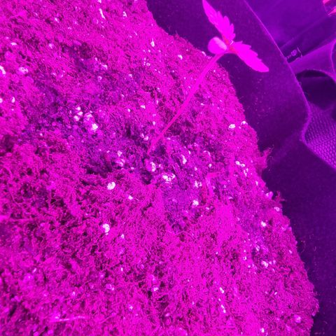 Northern Lights #1 growlog timeline photo