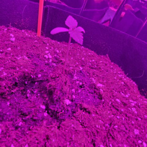 Northern Lights #2 growlog timeline photo