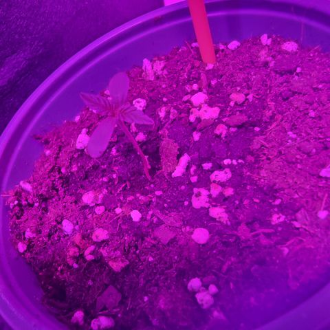 Northern Lights #8 growlog timeline photo