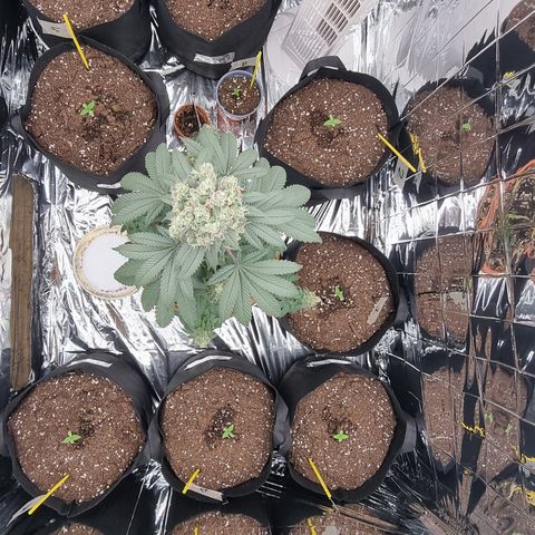 Wedding Cheesecake #2 growlog timeline photo