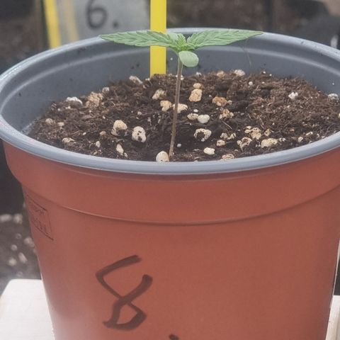 Northern Lights #8 growlog timeline photo