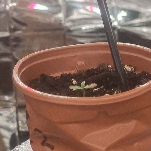 Wedding Cheesecake #2 growlog timeline photo