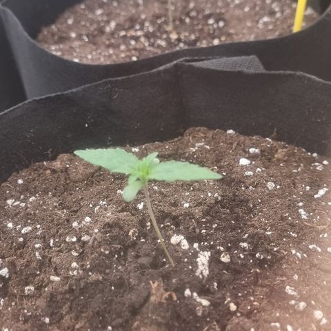 Northern Lights #3 growlog timeline photo